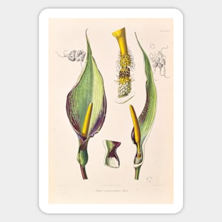 Arum Concinnatum - Icones Aroidearum - Botanical Illustration Sticker